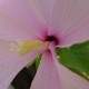 Hibiscus grandiflorus - Hibiscus des Marais rose clair