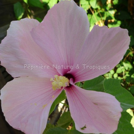 Hibiscus grandiflorus - Hibiscus des Marais rose clair