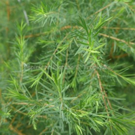 Melaleuca alternifolia - Arbre à thé