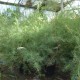Melaleuca alternifolia - Arbre à thé