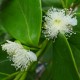 Psidium littorale - Goyavier de Chine jaune
