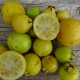 Psidium littorale - Goyavier de Chine jaune