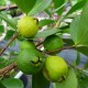 Psidium littorale - Goyavier de Chine jaune