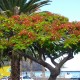 Delonix regia - Flamboyant Rouge