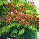 Delonix regia - Flamboyant Rouge