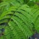 Delonix regia - Flamboyant Rouge