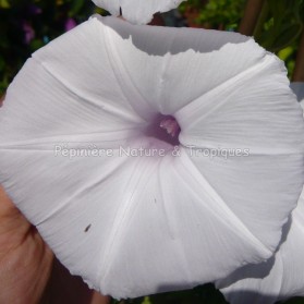 Ipomea cairica 'Alba' - Ipomée blanche