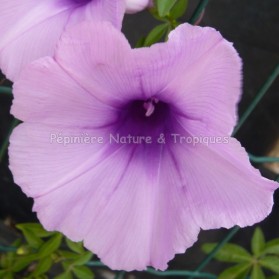 Ipomea cairica - Ipomée mauve