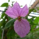 Dalechampia dioscoreifolia