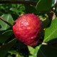 Psidium catleyanum - Goyavier fraise