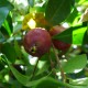Psidium catleyanum - Goyavier fraise