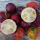 Psidium catleyanum - Goyavier fraise