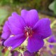 Tibouchina grandifolia