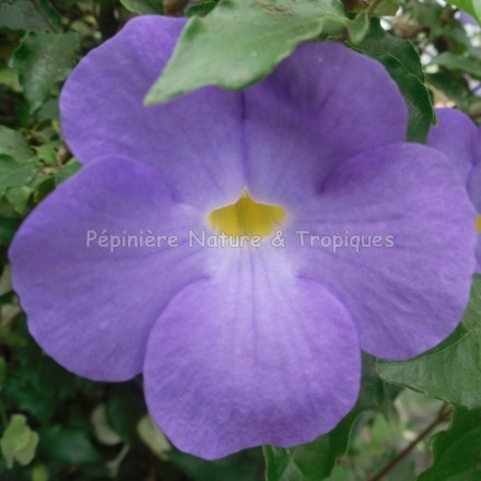 Thunbergia erecta