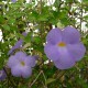 Thunbergia erecta