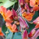 Thunbergia coccinea