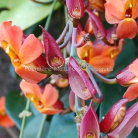 Thunbergia coccinea