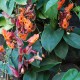 Thunbergia coccinea