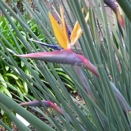 Strelitzia juncea - Oiseau du Paradis à feuilles de jonc