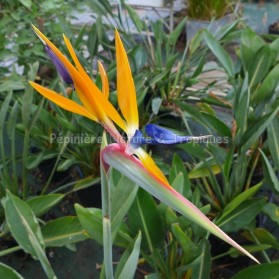 Strelitzia reginae - Oiseau du Paradis