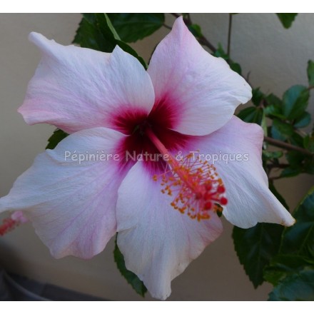 Hibiscus rosa sinensis 'Albo Laciniatus' - Hibiscus tropical Rose