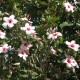 Hibiscus rosa sinensis 'Albo Laciniatus' - Hibiscus tropical Rose