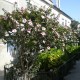 Hibiscus rosa sinensis 'Albo Laciniatus' - Hibiscus tropical Rose