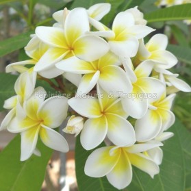 Plumeria rubra 'Celadine' - Frangipanier blanc à coeur jaune