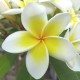 Plumeria rubra 'Celadine' - Frangipanier blanc à coeur jaune