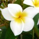 Plumeria rubra 'Haleiwa White' - Frangipanier Blanc à coeur jaune