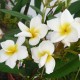 Plumeria rubra 'Haleiwa White' - Frangipanier Blanc à coeur jaune