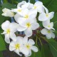 Plumeria rubra 'Samoan Fluff' - Frangipanier Blanc