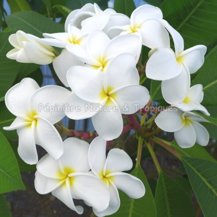 Plumeria rubra 'Samoan Fluff' - Frangipanier Blanc