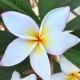 Plumeria rubra 'Sunrise' - Frangipanier Blanc