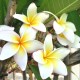 Plumeria rubra 'Sunrise' - Frangipanier Blanc