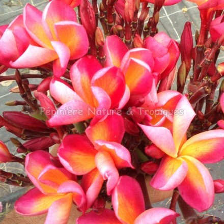 Plumeria x rubra 'Rouge Mayotte' - Frangipanier Fushia Orangé