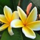 Plumeria rubra 'Aztec Gold' - Frangipanier Jaune et Blanc