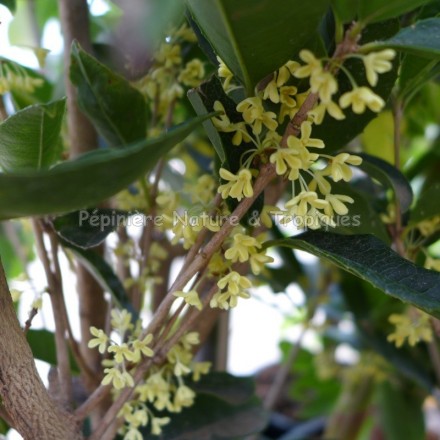 Osmanthus fragans