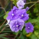 Brunfelsia pauciflora