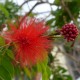 Calliandra tweedy 'Venezuela'