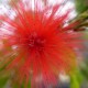 Calliandra tweedy 'Venezuela'