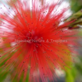 Calliandra tweedy 'Venezuela'