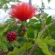 Calliandra tweedy 'Venezuela'