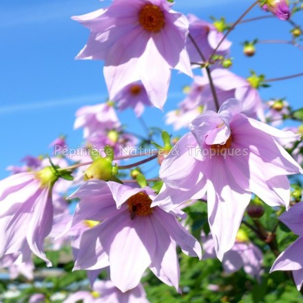 Dahlia imperialis - Dahlia mauve