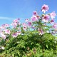 Dahlia imperialis - Dahlia mauve