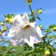 Dahlia imperialis 'Alba' -Dahlia blanc