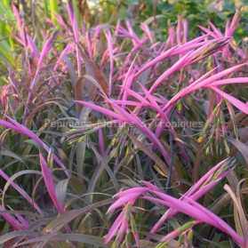 Billbergia nutans