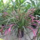 Billbergia nutans