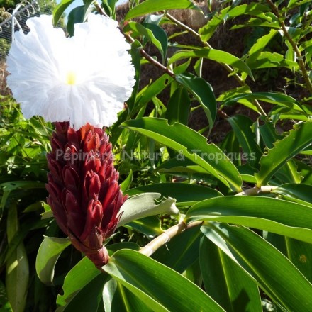 Costus speciosus (syn. Cheilocostus speciosus) - Gingembre fleur