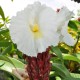 Costus speciosus (syn. Cheilocostus speciosus) - Gingembre fleur